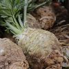 celery, real celery, apium-4637439.jpg