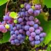 fall, grapes, grape, vine, fruit, wine growing, grapevine, blue grapes, wine harvest, fall, grapes, grape, vine, fruit, fruit, fruit, fruit, fruit-947501.jpg