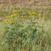 wrotycz, flower wallpaper, flower, yellow, autumn, beautiful flowers, meadow, grass, tansy, nature, flower background, yellow flowers, field plant, herb