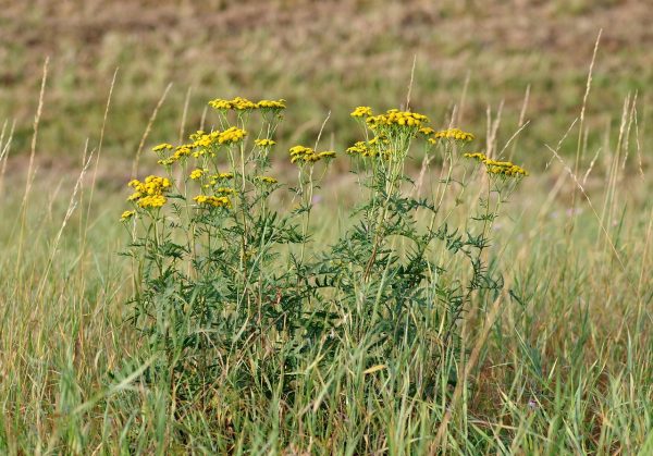 wrotycz, flower wallpaper, flower, yellow, autumn, beautiful flowers, meadow, grass, tansy, nature, flower background, yellow flowers, field plant, herb