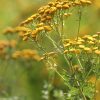 tansy, bee pasture, flowering stripes, flower meadow, wildflowers, summer, nature, field stripes, edge of field, wild plant, medicinal plant, medicinal herb, old knowledge