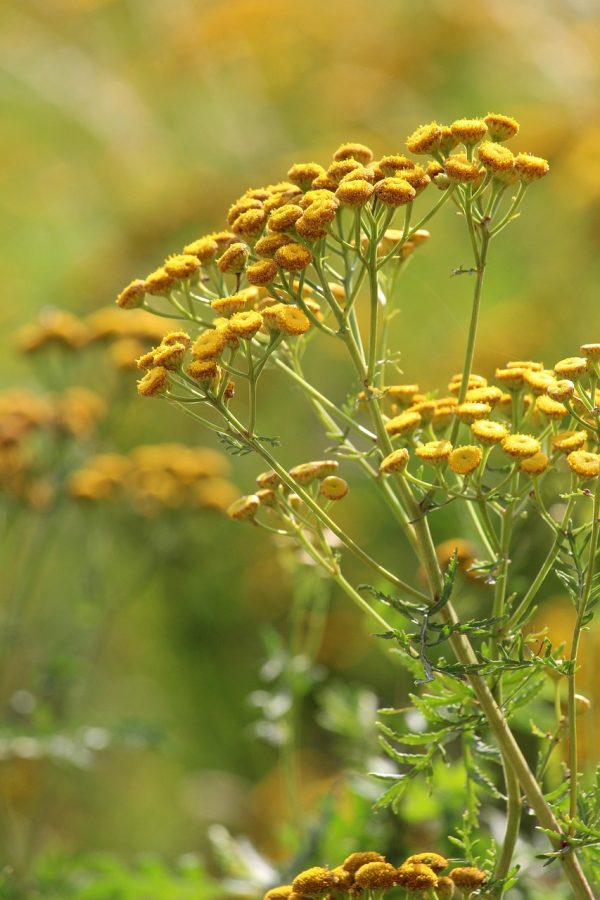 tansy, bee pasture, flowering stripes, flower meadow, wildflowers, summer, nature, field stripes, edge of field, wild plant, medicinal plant, medicinal herb, old knowledge