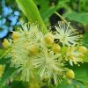 linden, scent, color-5340342.jpg