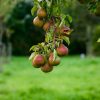 pear, pears, pear tree, fruit, food, healthy, energy, fresh, fruits, trees, nature, orchard, grass, meadow, pears, pear tree, pear tree, pear tree, pear tree, pear tree-4447926.jpg