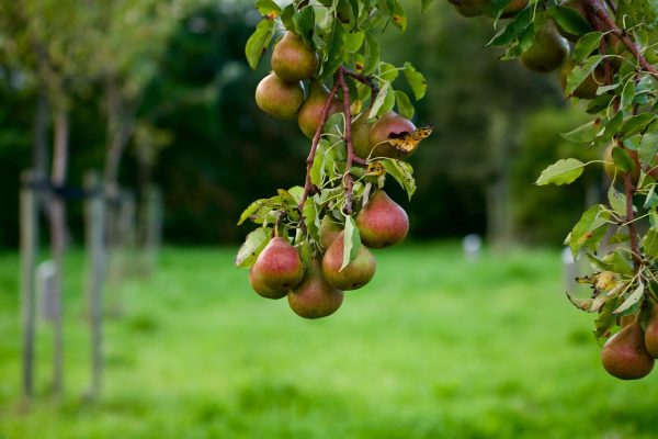 pear, pears, pear tree, fruit, food, healthy, energy, fresh, fruits, trees, nature, orchard, grass, meadow, pears, pear tree, pear tree, pear tree, pear tree, pear tree-4447926.jpg