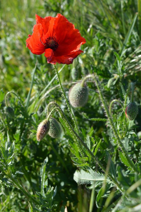 wolf mak, poppy, poppies, jar, nature, flora, spring flowers, grass-5186159.jpg