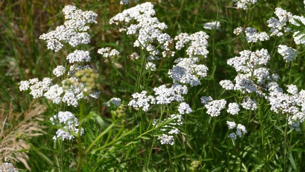 yarrow, beautiful flowers, flower wallpaper, flower background, meadow, summer, nature, white, meadow plant, blossom, bloom, flower, flora, close up, fauna, greenish, wildflowers, yarrow, yarrow, yarrow, yarrow, yarrow-1608387.jpg